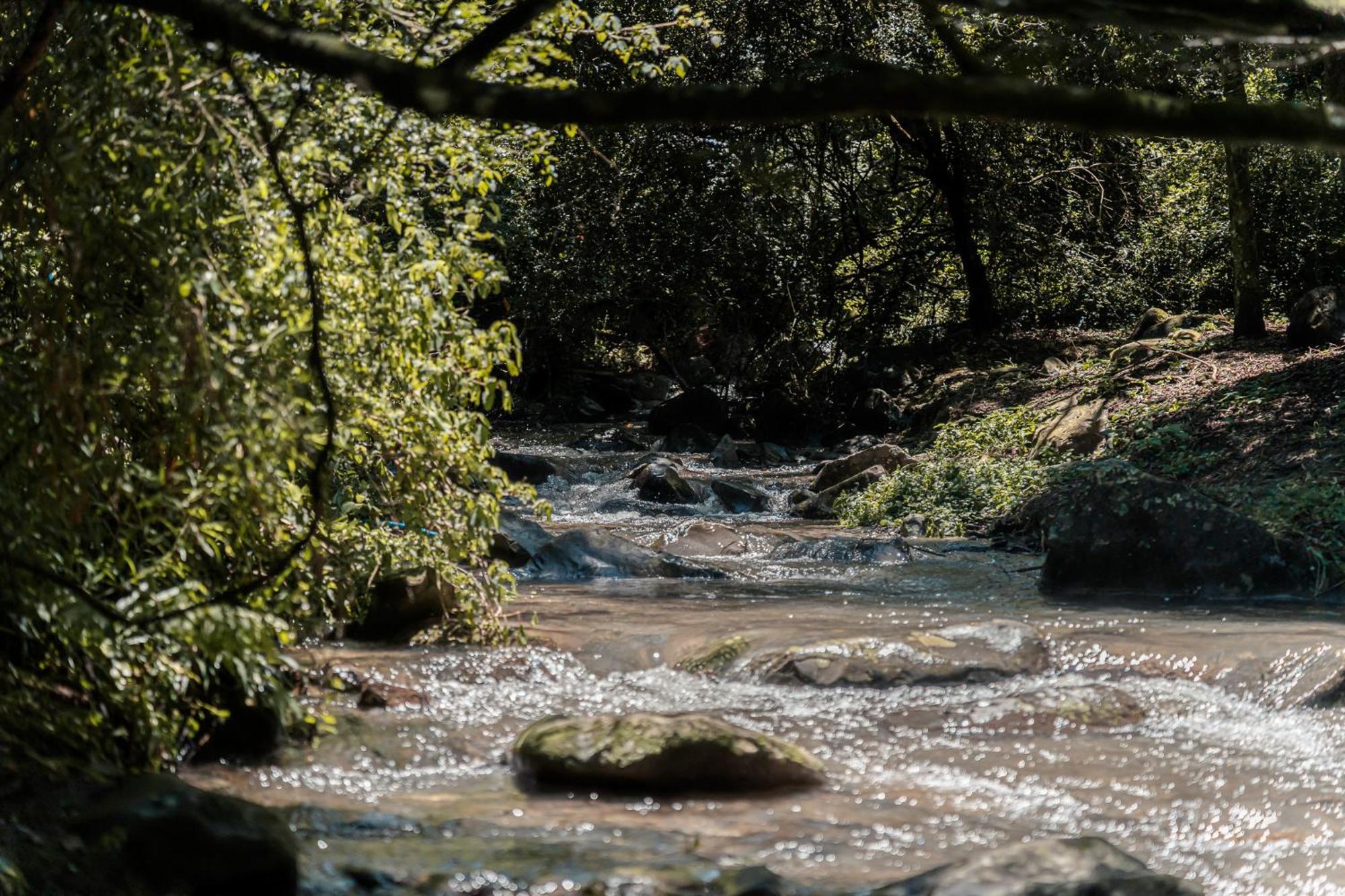 Rockwood Karkloof Forest Lodge & Mountain Cabin Yarrow Dış mekan fotoğraf